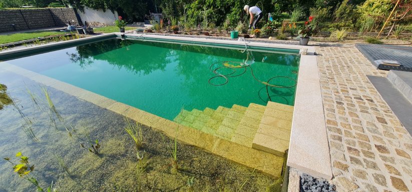 Grüner Schwimmingpool mit Steinstufen und Pflanzen im Wasser.