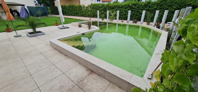 Grüner, unbeheizter Pool in einem Garten mit sichtbaren Fliesen und Pflanzen.
